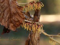 Hamamelis Spanish Spider 2015 02 07 3112